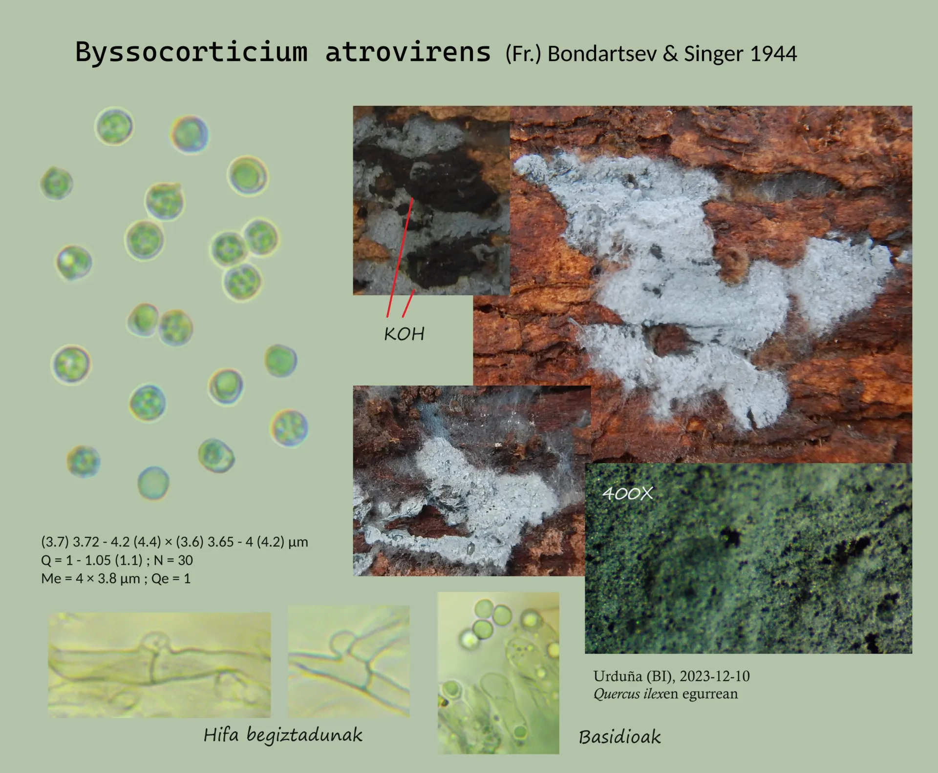 Microscopía de Byssocorticium atrovirens